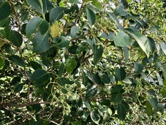 Ligustrum lucidum