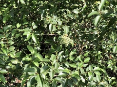 Ligustrum lucidum