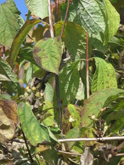 Philadelphus tenuifolius