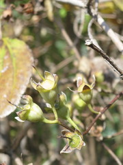 Philadelphus tenuifolius
