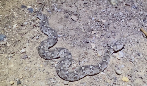 Egyptian Saw-scaled Viper