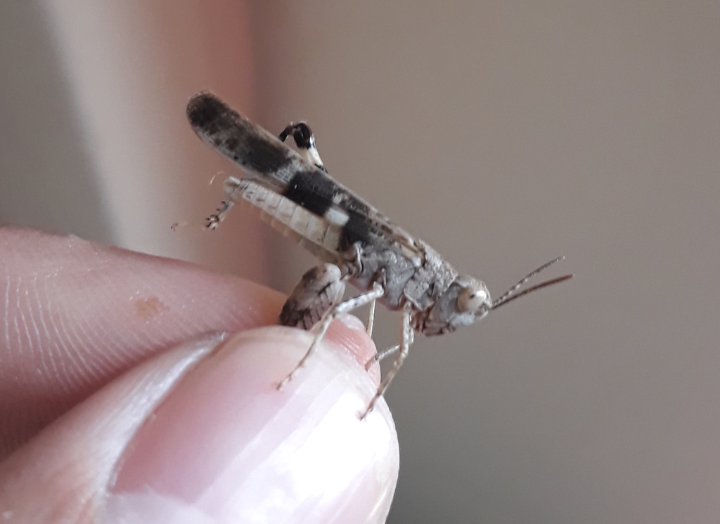 Heliopteryx humeralis