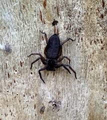 Morebilus