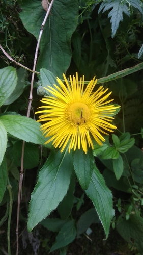 Common Himalayan Inula (Inula barbata)