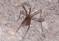 Pholcidae