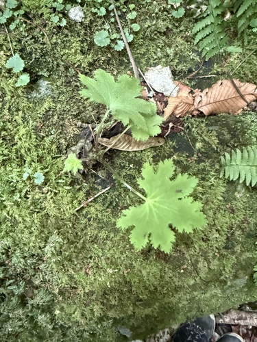 Saxifraga fortunei iNat (2)