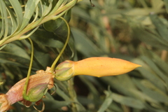 Eremophila maculata