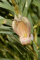 Eremophila maculata