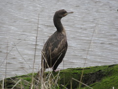 Leucocarbo chalconotus