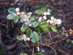 Spyridium thymifolium
