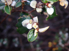 Spyridium thymifolium