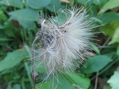 Cirsium pendulum