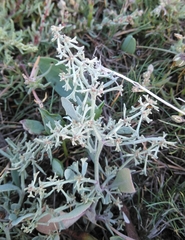 Atriplex pedunculata