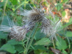 Cirsium pendulum