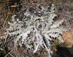Berkheya francisci