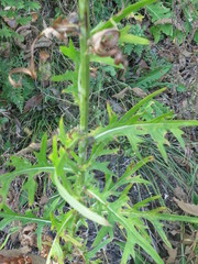 Cirsium pendulum