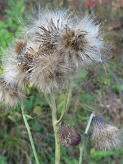 Cirsium pendulum