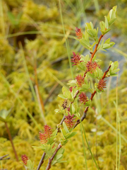 Salix myrtilloides