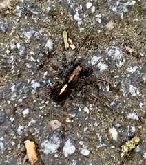 Artoriinae