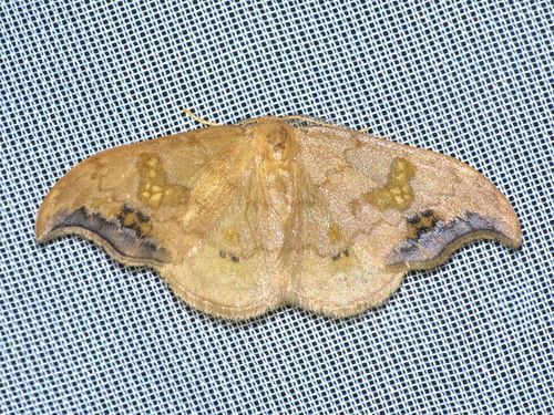 Sabra harpagula