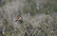 Serinus alario