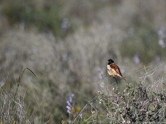 Serinus alario