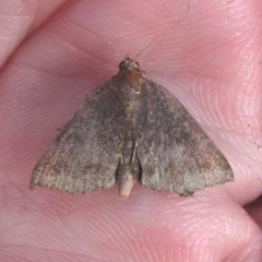 Argyrostrotis deleta