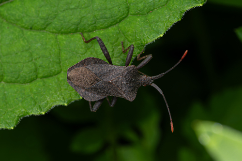 Dock Bug