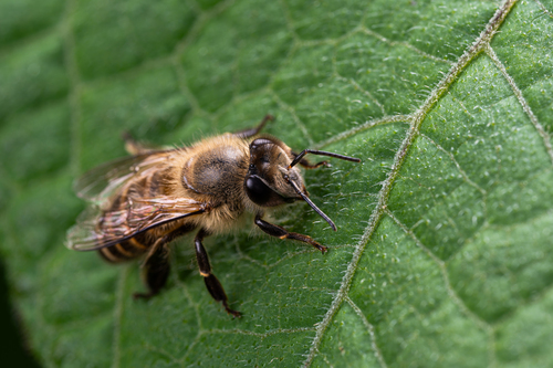 Asian Honey Bee