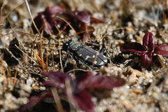 Cicindela oregona oregona