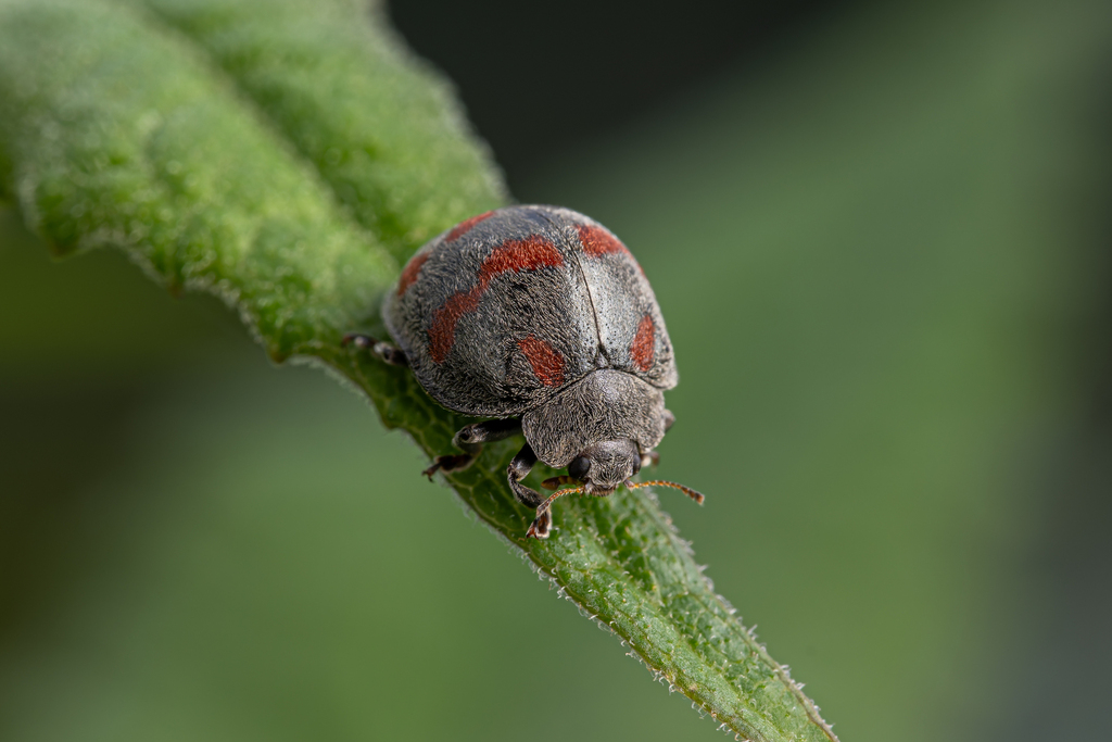 Uniparodentata yongshanensis
