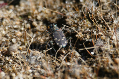Cicindela oregona oregona