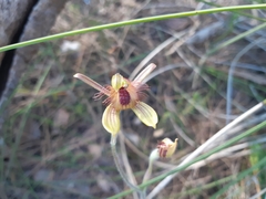 Caladenia discoidea