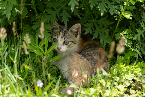Domestic Cat
