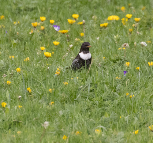 Mirlo capiblanco (Turdus torquatus)