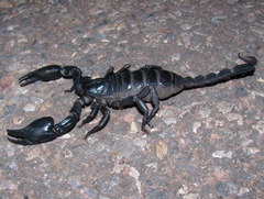 Heterometrus laoticus