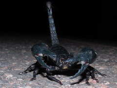 Heterometrus laoticus