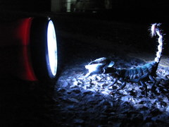 Heterometrus laoticus