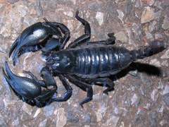 Heterometrus laoticus