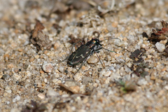 Cicindela oregona oregona