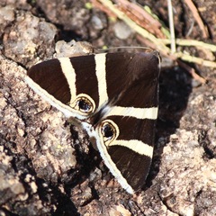 Grammodes ocellata