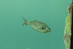 Latridopsis ciliaris