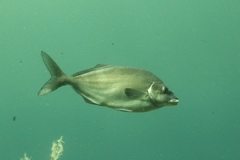 Latridopsis ciliaris