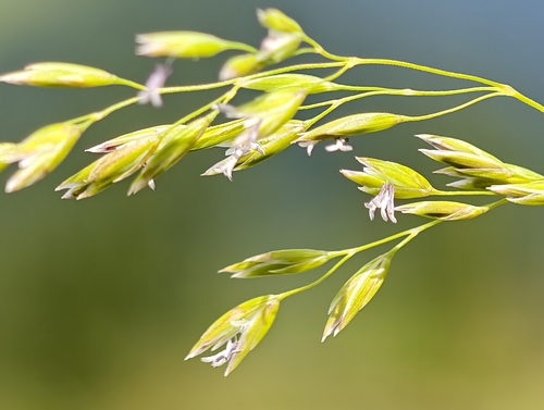 Poa hybrida, 2025-06-30