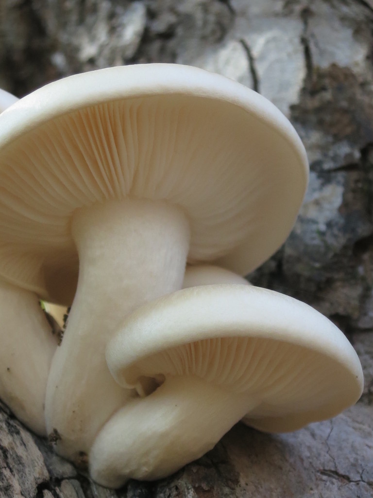 Hypsizygus ulmarius