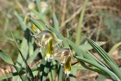 Gladiolus watermeyeri