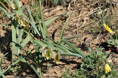 Gladiolus watermeyeri