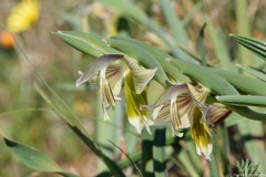 Gladiolus watermeyeri