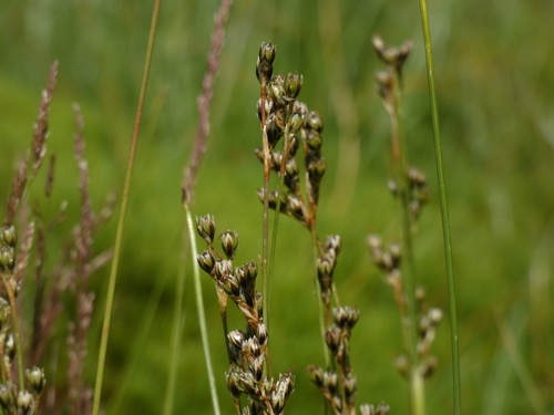 Juncus squarrosus