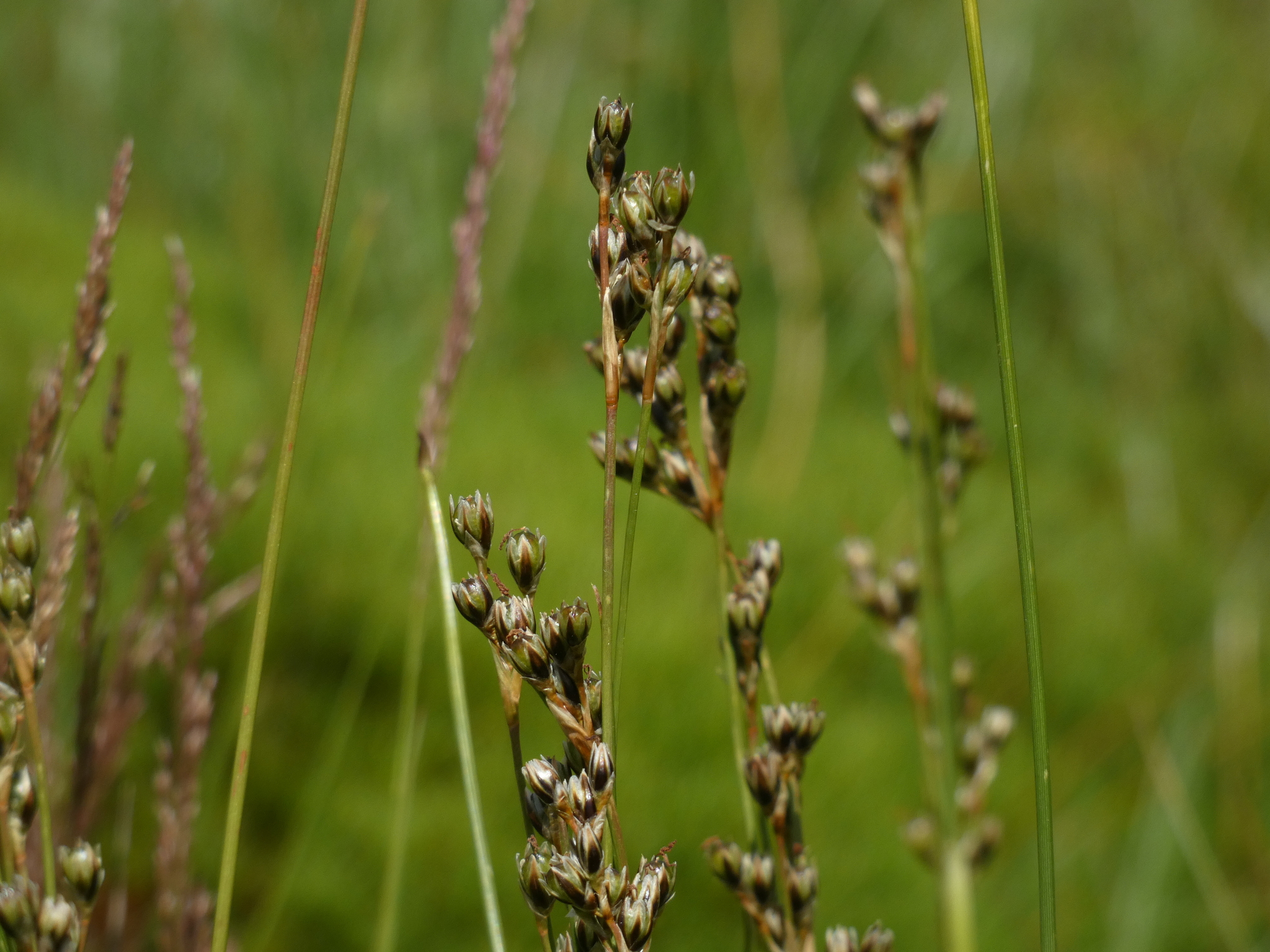 Juncus squarrosus